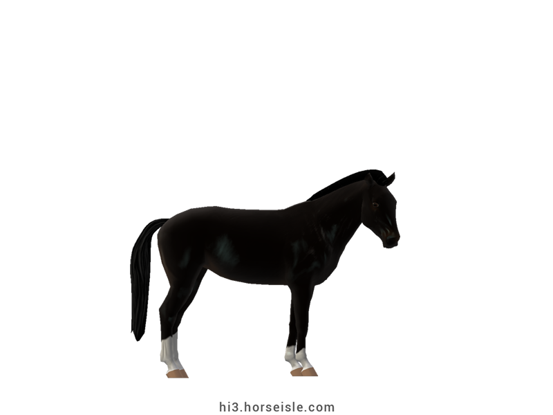 Sandalwood Pony Ebony Black Coat